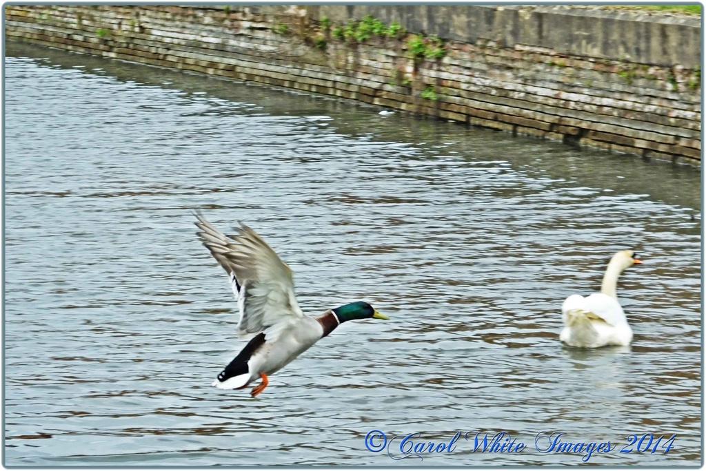Flying Duck by carolmw