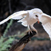 White owl feeding by flyrobin