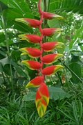 12th Apr 2014 - Heliconia Flowers