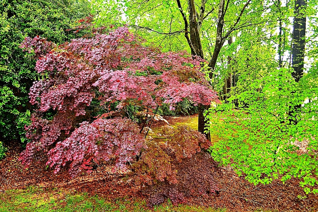 Japanese Maple  by soboy5