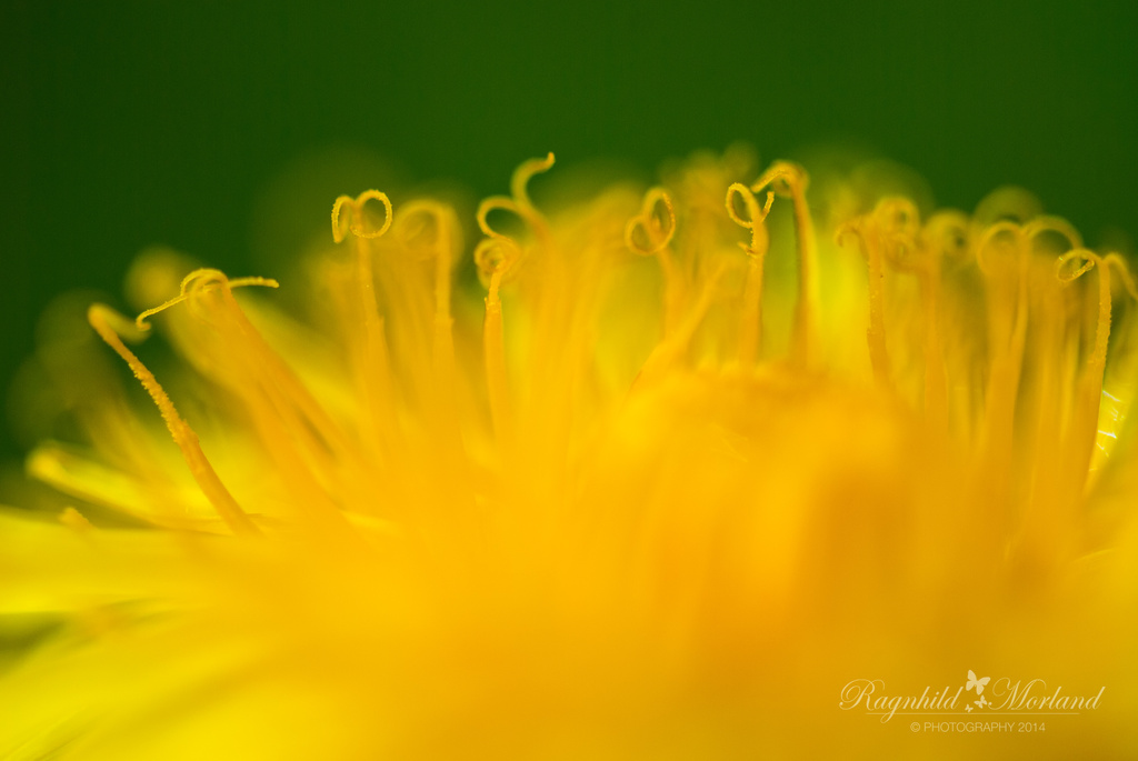 Dandelion #? by ragnhildmorland