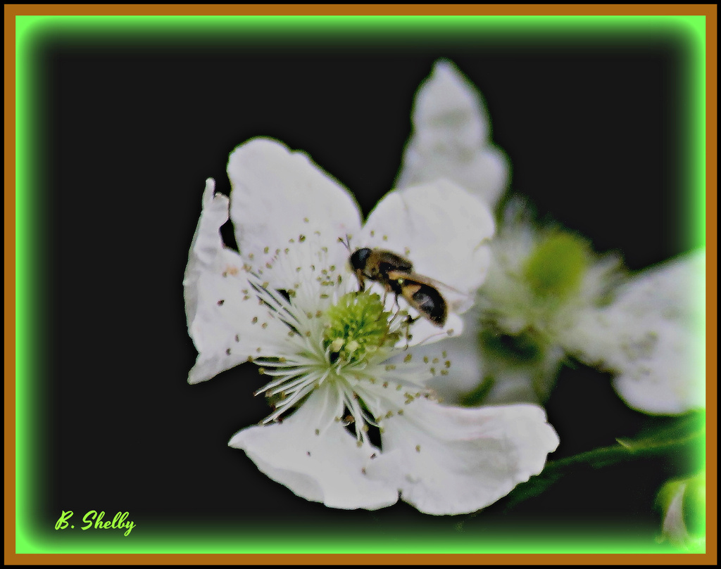 Bee or Blackberry Bloom by vernabeth