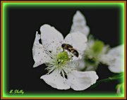30th Apr 2014 - Bee or Blackberry Bloom