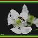 Bee or Blackberry Bloom by vernabeth