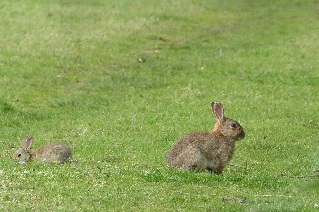 Look, that rabbit's got a vicious streak a mile wide! It's a killer! by mattjcuk