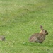 Look, that rabbit's got a vicious streak a mile wide! It's a killer! by mattjcuk