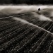 Lone Farm Worker by pixelchix