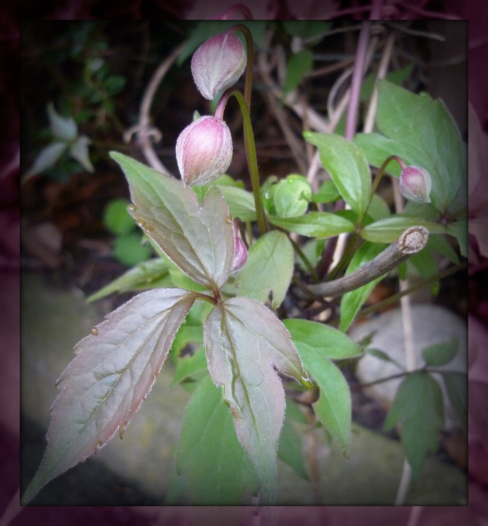 clematis buds by sarah19