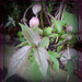 clematis buds by sarah19