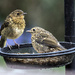 Baby Robins sitting in Mealy Worm by shepherdmanswife