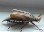 30th Apr 2014 - Cockchafer (May Bug)