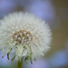 Dandelion by richardcreese