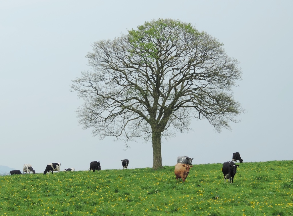 Lone tree now with cows by roachling