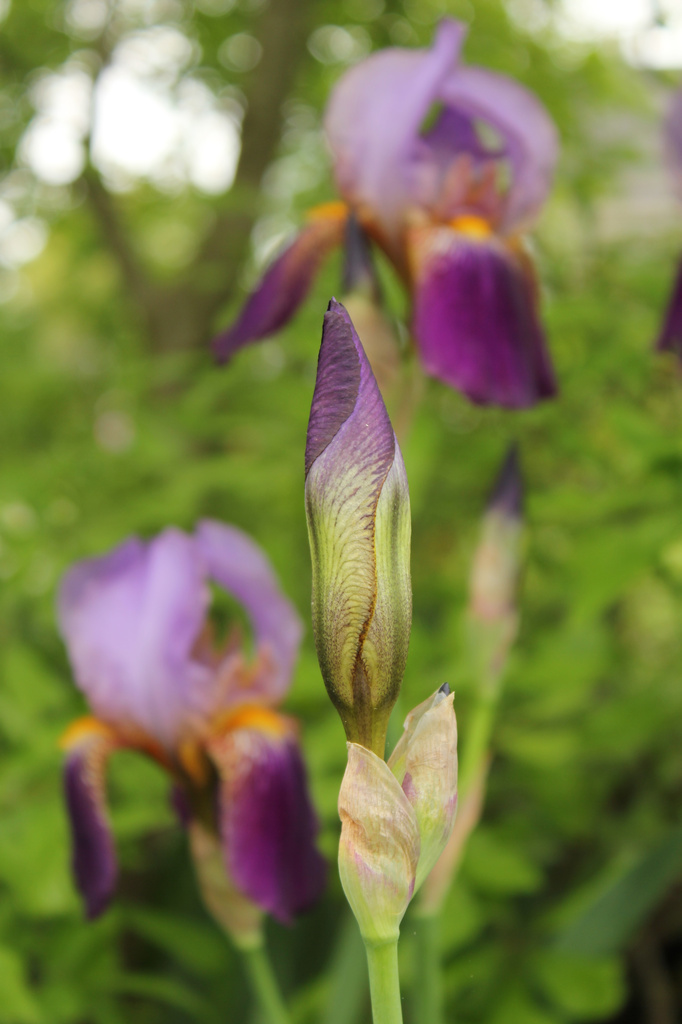 Iris in waiting by randystreat