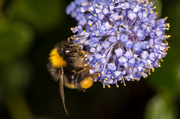 30th Apr 2014 - Blue Bee