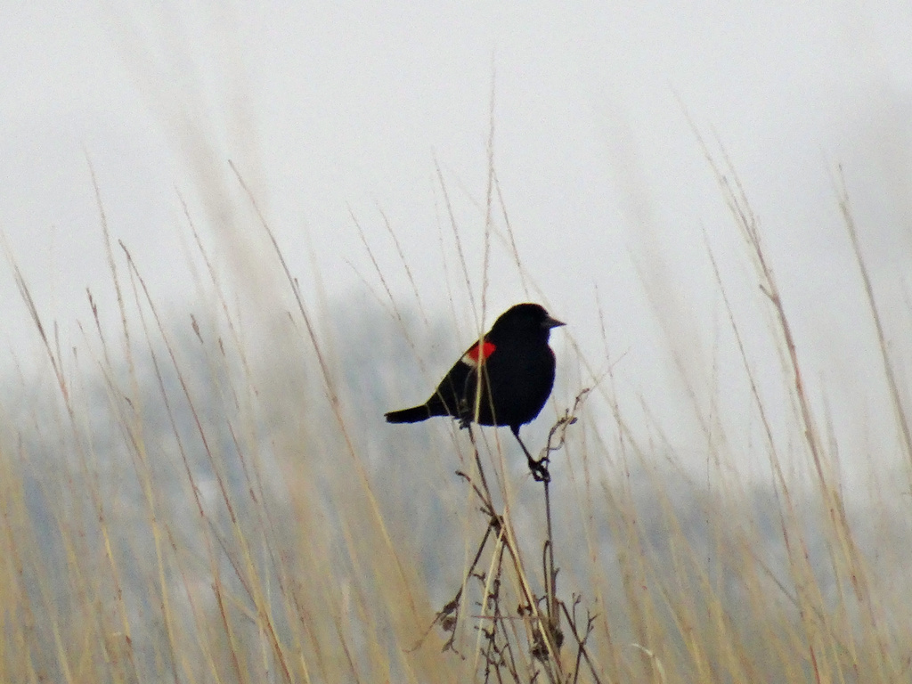 Day 330 Red Winged Blackbird on the Prairie by rminer