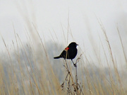 30th Apr 2014 - Day 330 Red Winged Blackbird on the Prairie