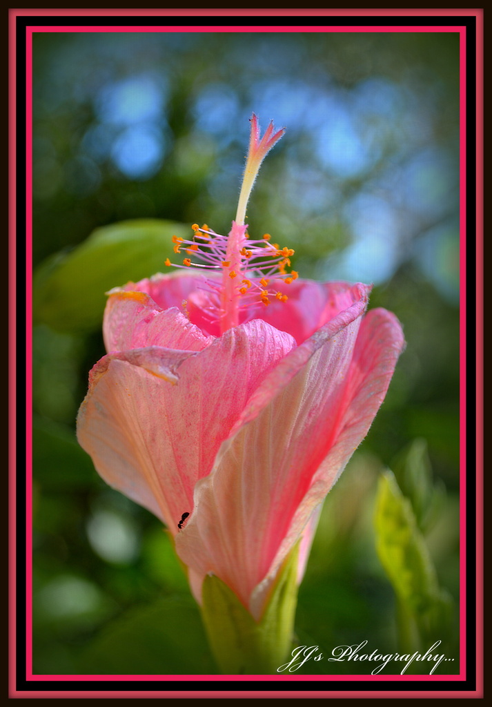 Pink for May... Hibiscus.. by julzmaioro