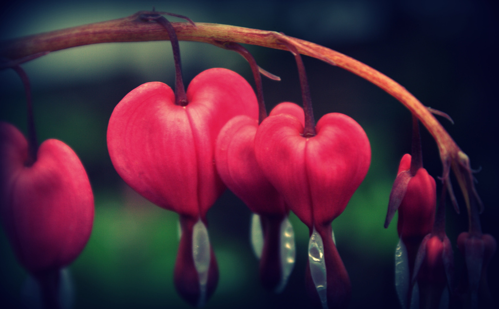 Day 120: Heart Shaped Flowers by sheilalorson