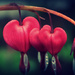 Day 120: Heart Shaped Flowers by sheilalorson