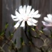Star Magnolia Bonsai by juliedduncan