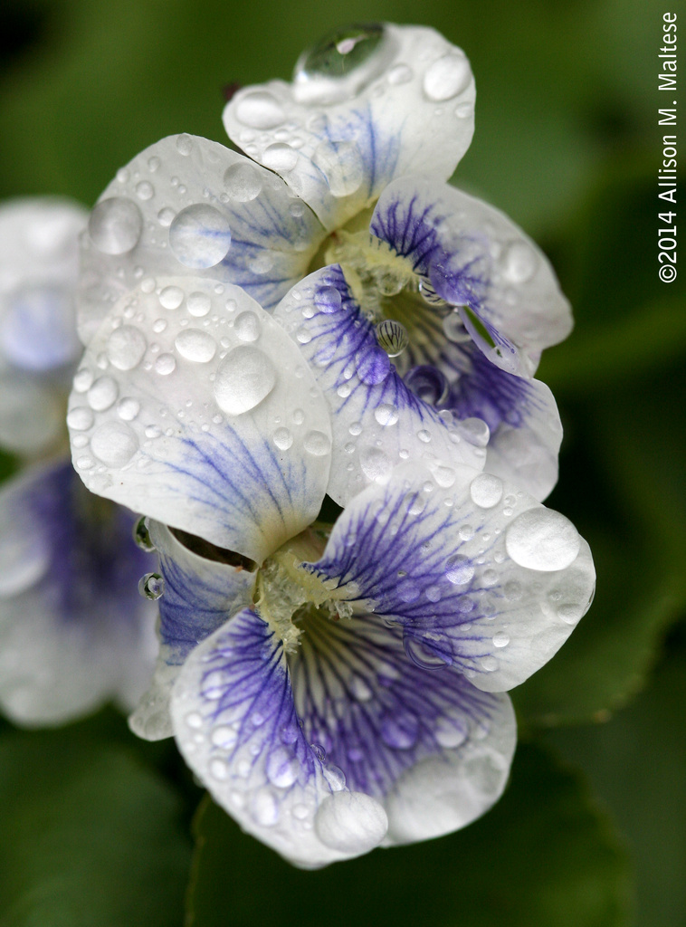 Violets After the Rain by falcon11