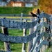 There Was A Crooked Fence by lynnz