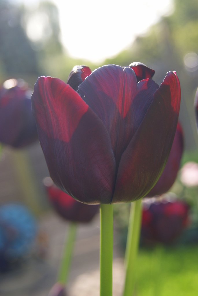 tulip by filsie65