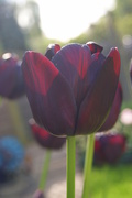 30th Apr 2014 - tulip