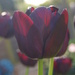 tulip by filsie65