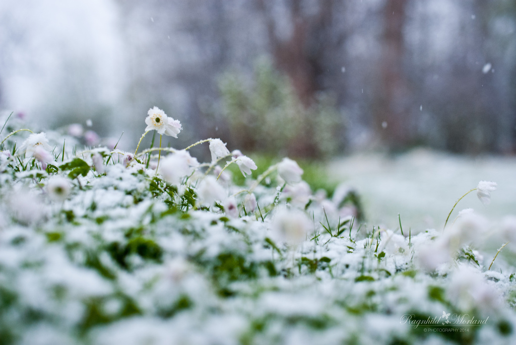 Snow Anemone by ragnhildmorland
