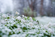 29th Apr 2014 - Snow Anemone