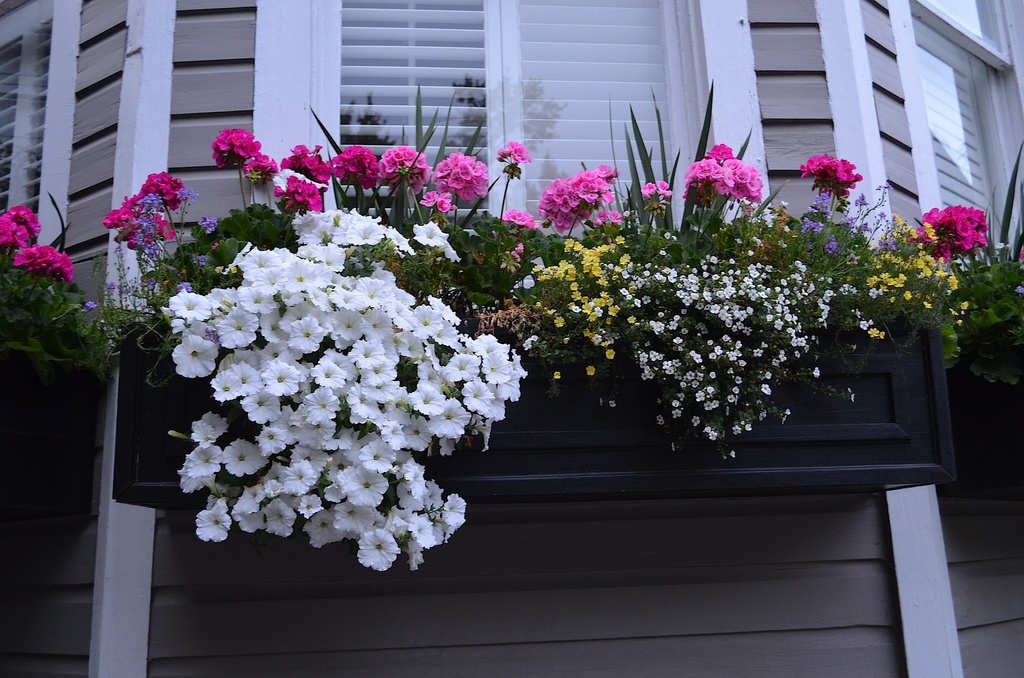Flower window box, Charleston, SC by congaree