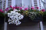 30th Apr 2014 - Flower window box, Charleston, SC