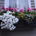 Flower window box, Charleston, SC by congaree