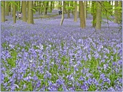 1st May 2014 - Bluebell Heaven