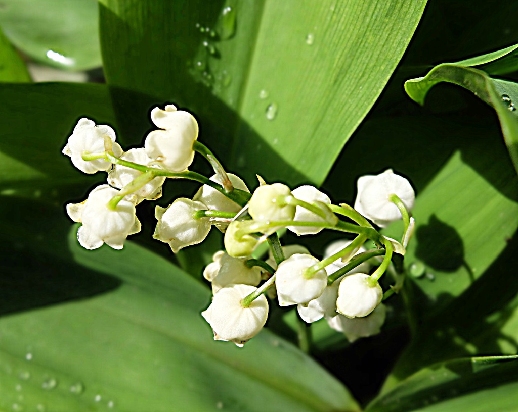 for May day - lily of the valley by quietpurplehaze