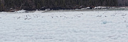 28th Apr 2014 - Ice Gulls