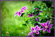 1st May 2014 - Clematis