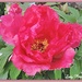 Have you seen my Peony. by ladymagpie