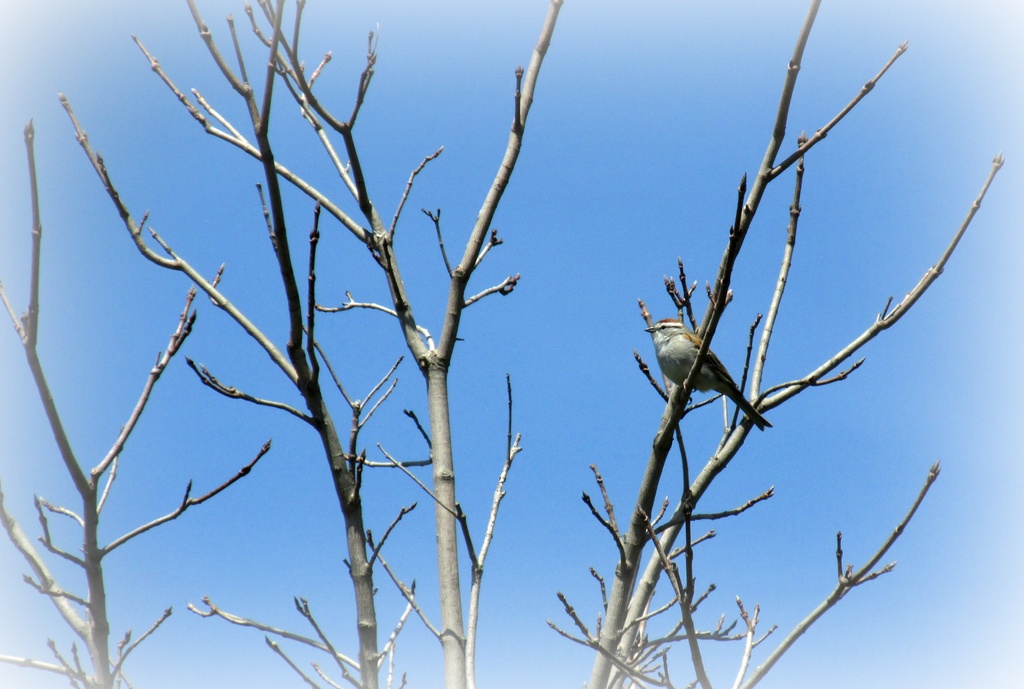 Little bird in a tree by mittens