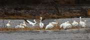 30th Apr 2014 - White Pelicans