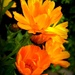 Marigolds ! by beryl