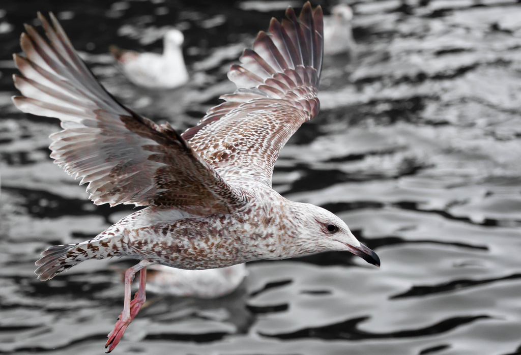 1st May 2014  -Young gull by pamknowler