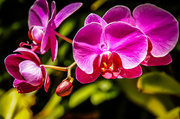 1st May 2014 - Orchids