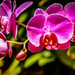 Orchids by danette