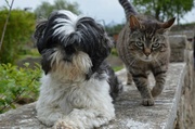 1st May 2014 - Daisy the dog & Noisette the cat