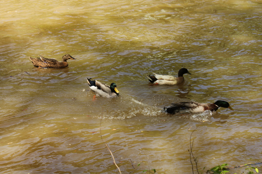Ducks on the river by randystreat