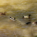 Ducks on the river by randystreat