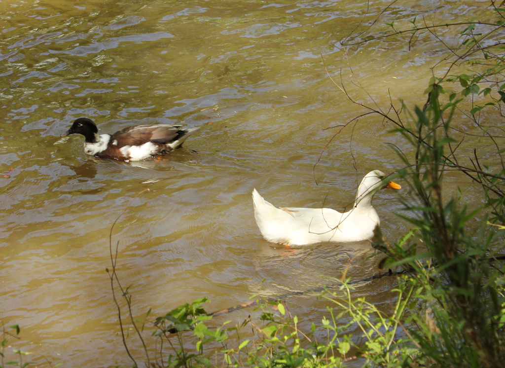 Pekin duck with mallard by randystreat
